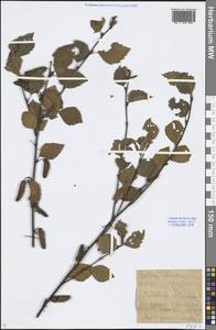 Betula fruticosa Pall., Siberia, Baikal & Transbaikal region (S4) (Russia)