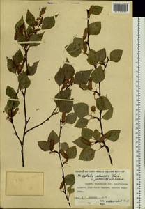 Betula pubescens var. pubescens, Siberia, Yakutia (S5) (Russia)