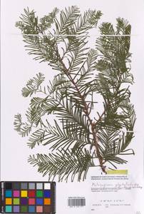 Metasequoia glyptostroboides Hu & W.C.Cheng, Eastern Europe, South Ukrainian region (E12) (Ukraine)