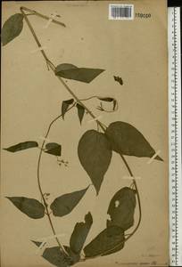 Vincetoxicum hirundinaria Medik., Eastern Europe, Central forest-and-steppe region (E6) (Russia)