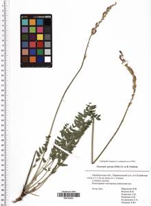 Oxytropis spicata (Pall.) O.Fedtsch. & B.Fedtsch., Eastern Europe, Eastern region (E10) (Russia)