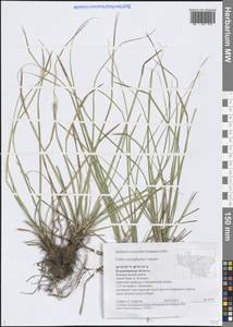 Carex caryophyllea Latourr., Eastern Europe, Central region (E4) (Russia)