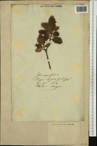 Ilex aquifolium L., Western Europe (EUR) (Not classified)