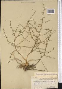 Asparagus breslerianus Schult. & Schult.f., Middle Asia, Caspian Ustyurt & Northern Aralia (M8) (Kazakhstan)