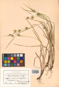 Carex michauxiana subsp. asiatica Hultén, Siberia, Russian Far East (S6) (Russia)