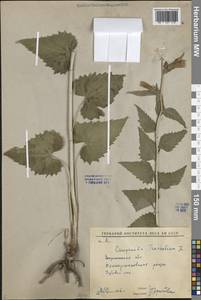 Campanula trachelium L., Eastern Europe, Central forest-and-steppe region (E6) (Russia)