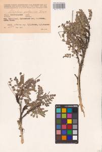 Calophaca wolgarica (L.f.) Pall. ex Fisch., Eastern Europe, Lower Volga region (E9) (Russia)