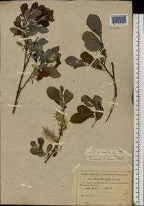 Salix aurita × cinerea, Eastern Europe, Central forest-and-steppe region (E6) (Russia)