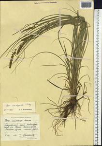 Carex leiorhyncha C.A.Mey., Siberia, Russian Far East (S6) (Russia)