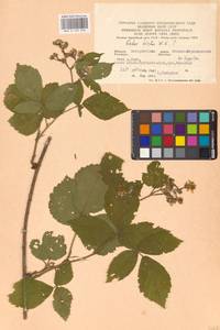 Rubus hirtus Waldst. & Kit., Eastern Europe, West Ukrainian region (E13) (Ukraine)