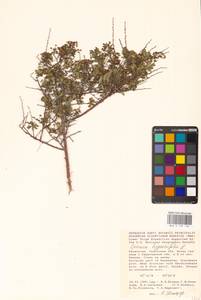Spiraea hypericifolia L., Middle Asia, Caspian Ustyurt & Northern Aralia (M8) (Kazakhstan)