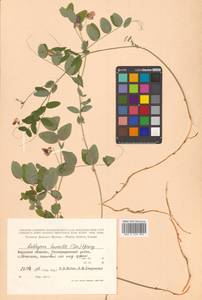Lathyrus humilis (Ser.) Fisch. ex Spreng., Siberia, Russian Far East (S6) (Russia)