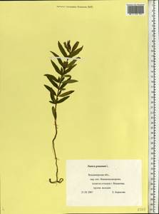 Punica granatum L., Eastern Europe, Central region (E4) (Russia)