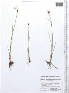 Juncus castaneus subsp. leucochlamys (V.J.Zinger ex V.I.Krecz.) Hultén, Siberia, Central Siberia (S3) (Russia)