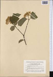 Cornus sanguinea L., Western Europe (EUR) (Czech Republic)