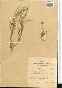 Clausia aprica (Stephan) Korn.-Trotzky, Middle Asia, Northern & Central Kazakhstan (M10) (Kazakhstan)