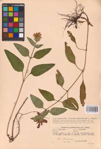 MHA 0 155 994, Prunella grandiflora (L.) Scholler, Eastern Europe, Central region (E4) (Russia)