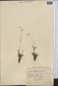 Seseli luteolum Pimenov, Middle Asia, Northern & Central Tian Shan (M4) (Kyrgyzstan)