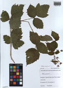 Rubus caesius L., Siberia, Altai & Sayany Mountains (S2) (Russia)
