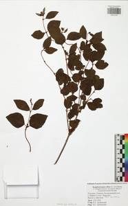 Symphoricarpos albus (L.) C. Koch, Eastern Europe, Central region (E4) (Russia)