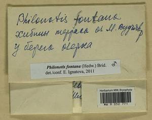 Philonotis fontana (Hedw.) Brid., Bryophytes, Bryophytes - Karelia, Leningrad & Murmansk Oblasts (B4) (Russia)