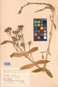 Dianthus barbatus L., Eastern Europe, Moscow region (E4a) (Russia)