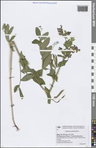 Lathyrus pisiformis L., Eastern Europe, Eastern region (E10) (Russia)