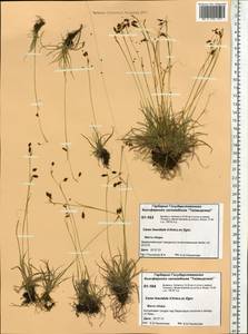 Carex capillaris subsp. fuscidula (V.I.Krecz. ex T.V.Egorova) Á.Löve & D.Löve, Siberia, Central Siberia (S3) (Russia)