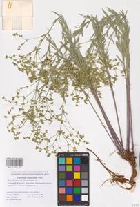 Euphorbia seguieriana Neck., Eastern Europe, Lower Volga region (E9) (Russia)