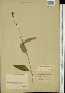 Campanula bononiensis L., Middle Asia, Caspian Ustyurt & Northern Aralia (M8) (Kazakhstan)