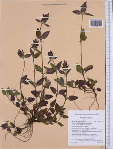 Prunella vulgaris L., Western Europe (EUR) (United Kingdom)