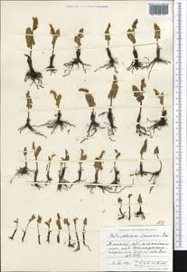 Botrychium lunaria (L.) Sw., Middle Asia, Northern & Central Tian Shan (M4) (Kazakhstan)