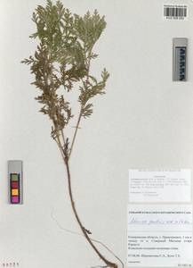 Artemisia gmelinii Weber ex Stechm., Siberia, Altai & Sayany Mountains (S2) (Russia)