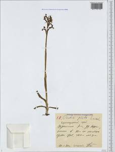 Anacamptis morio subsp. picta (Loisel.) Jacquet & Scappat., Caucasus, Black Sea Shore (from Novorossiysk to Adler) (K3) (Russia)