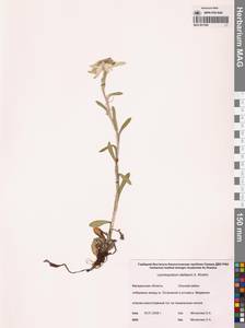 Leontopodium stellatum A. P. Khokhr., Siberia, Chukotka & Kamchatka (S7) (Russia)