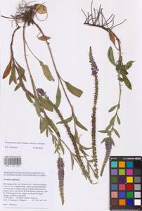 Veronica barrelieri H. Schott ex Roem. & Schult., Eastern Europe, Rostov Oblast (E12a) (Russia)