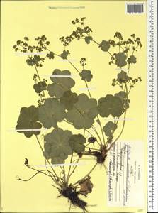 Alchemilla ventiana V. N. Tikhom., Eastern Europe, Middle Volga region (E8) (Russia)
