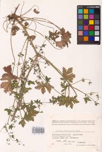 Geranium divaricatum Ehrh., Eastern Europe, Lower Volga region (E9) (Russia)