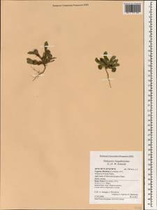 Hedypnois rhagadioloides (L.) F. W. Schmidt, South Asia, South Asia (Asia outside ex-Soviet states and Mongolia) (ASIA) (Cyprus)