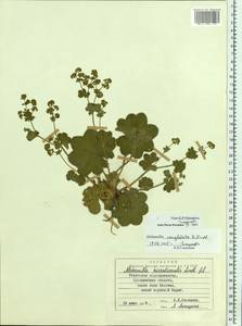 Alchemilla conglobata H. Lindb., Eastern Europe, Central forest region (E5) (Russia)