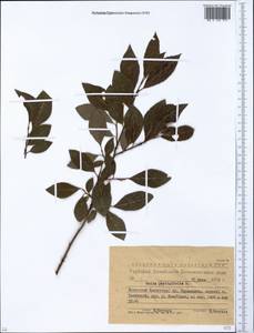 Salix phylicifolia L., Siberia, Western (Kazakhstan) Altai Mountains (S2a) (Kazakhstan)