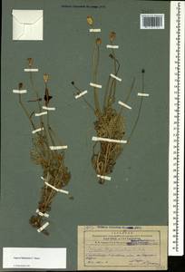 Papaver bipinnatum C. A. Mey., Caucasus, Azerbaijan (K6) (Azerbaijan)