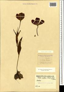 Tulipa julia K.Koch, Caucasus (no precise locality) (K0)