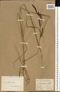 Carex acutiformis Ehrh., Eastern Europe, North Ukrainian region (E11) (Ukraine)