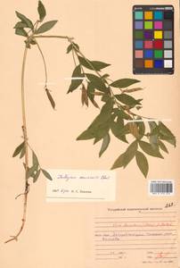 Lathyrus komarovii Ohwi, Siberia, Russian Far East (S6) (Russia)