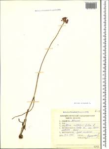 Allium rotundum L., Caucasus, Stavropol Krai, Karachay-Cherkessia & Kabardino-Balkaria (K1b) (Russia)