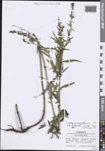 Lythrum virgatum L., Eastern Europe, Middle Volga region (E8) (Russia)