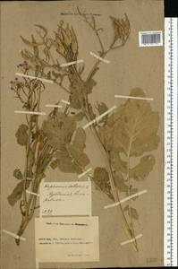 Raphanus sativus L., Eastern Europe, Rostov Oblast (E12a) (Russia)