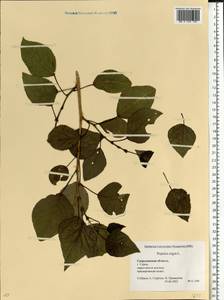 Populus nigra, Eastern Europe, Eastern region (E10) (Russia)