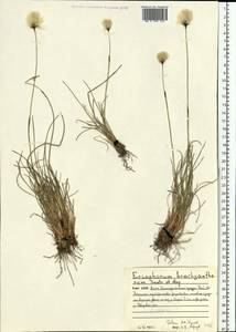 Eriophorum brachyantherum Trautv. & C.A.Mey., Eastern Europe, Northern region (E1) (Russia)